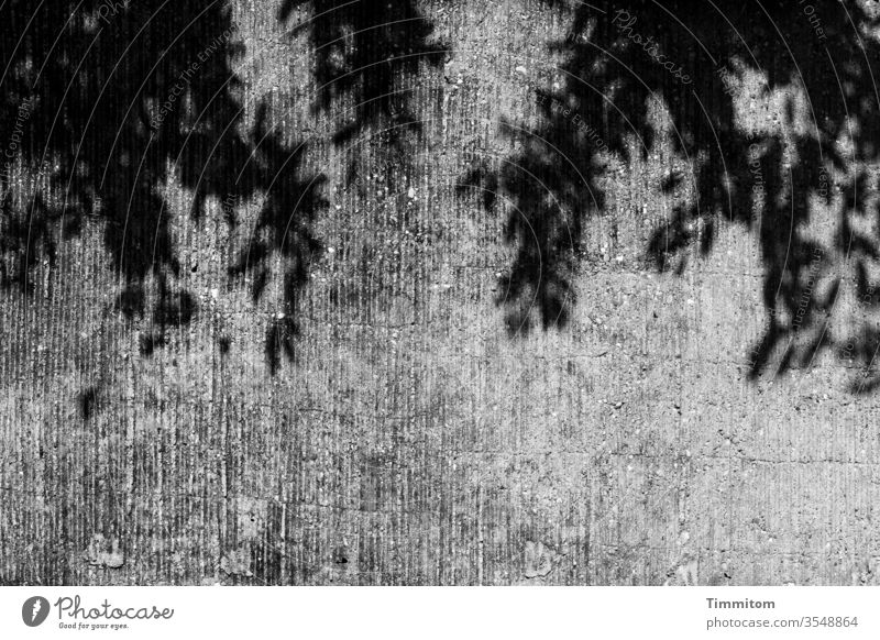Thoughts are gray, or free... here shadows on concrete wall Shadow Wall (barrier) Concrete leaves Plant Black Gray Black & white photo Exterior shot Deserted