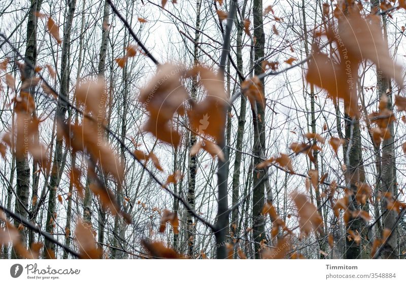 Blurred leaves in front of all kinds of branches Branchage foliage Forest trees tree trunks Autumn Sky Moody Autumnal Exterior shot Deserted Transience Nature