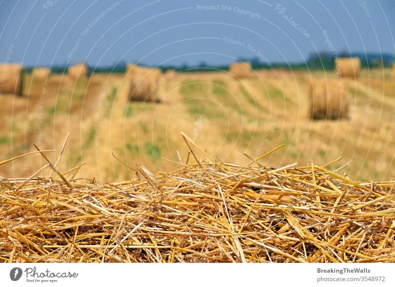 Yellow golden bales of hay straw in stubble field after harvesting season in agriculture, selective focus Straw wheat land cultivated crop baling landscape