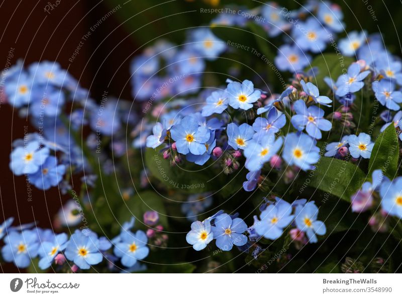 Close up Myosotis flowers or forget-me-not, high angle view, selective focus blue plant closeup several many group copy space nature season spring garden