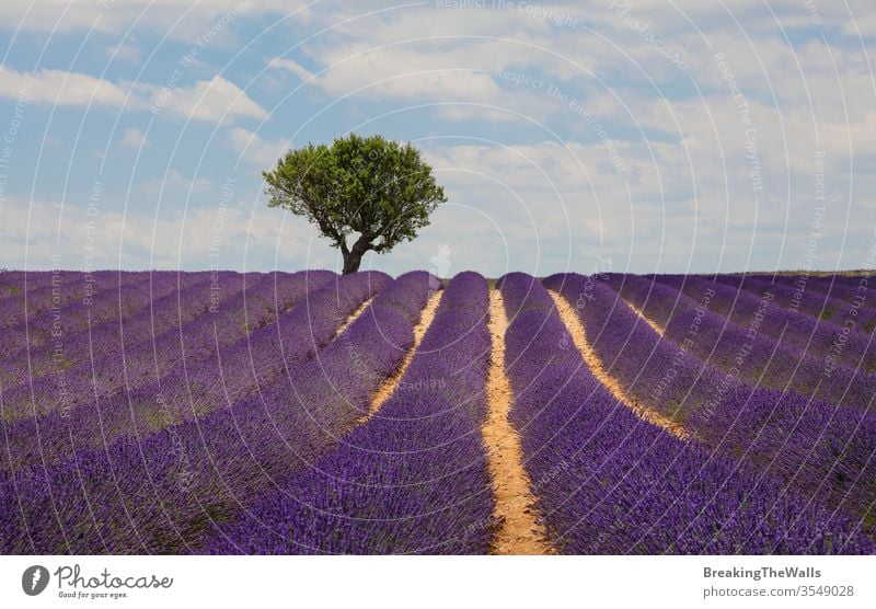Purple blooming lavender field of Provence, France, in day time with beautiful scenic sky and tree on horizon Lavender blossom purple flowers dramatic nature