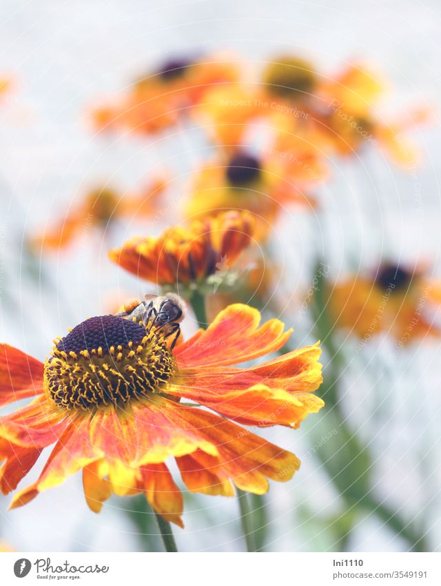 Sunbrow yellow orange with bee in a shrub bed helenium sun bride Garden Perennial bed umbelliferous bloomers Bee Bee magnet Bee plant Honey bee Robust