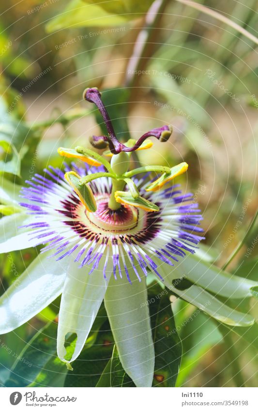 opened blossom of the passion flower Tropical plant Potted flower symbolic symbolic importance Maracuja fruit Delicacy Ornamental plant creeper medicinal plant
