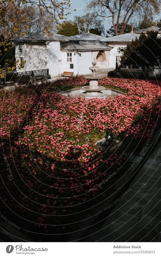 Idle fountain in middle of large flower bed old palace garden visit flowerbed tulip wonderful colorful bloom shadow fragrant house fresh street natural istanbul