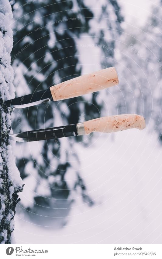 Knives in pine tree in winter forest knife stuck trunk snow lumber tool professional sharp nature frost white wood countryside equipment woods timber wooden