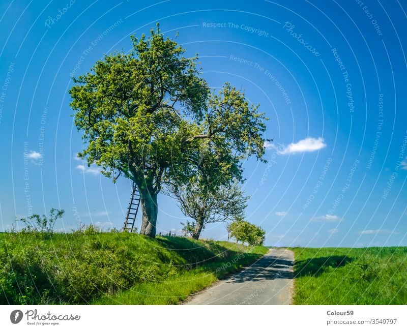 Ladder with tree in spring ladder Wide idyllically German Agriculture Street Landscape cultivation area Agricultural crop Horizon Summer Meadow Nature Field