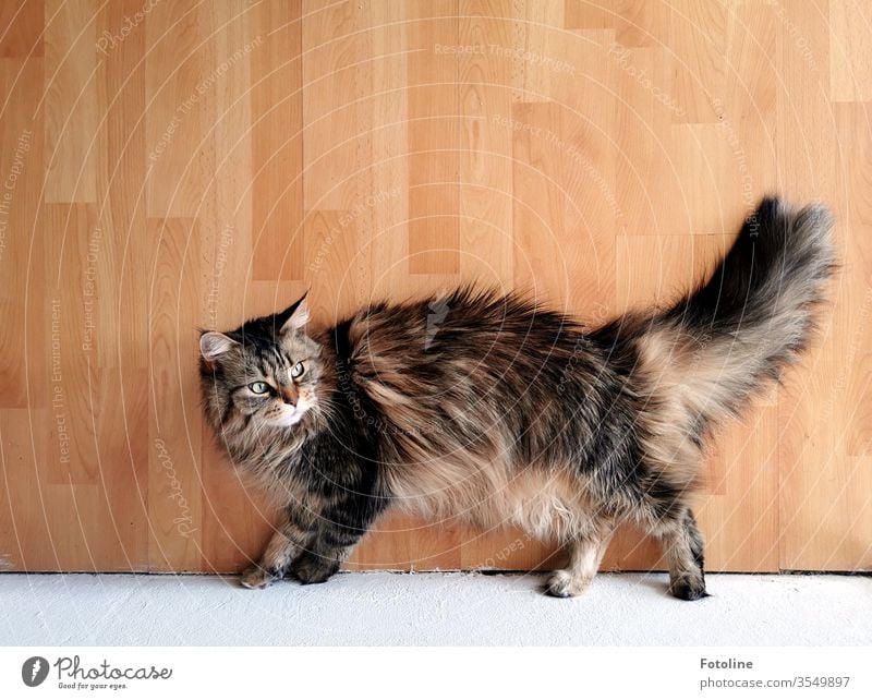 Maine Coon cat lounging on the laminate floor Cat Pelt purebred cat Longhaired cat pets feline Fluffy White Brown Auburn Tricolour One animal Nature Looking