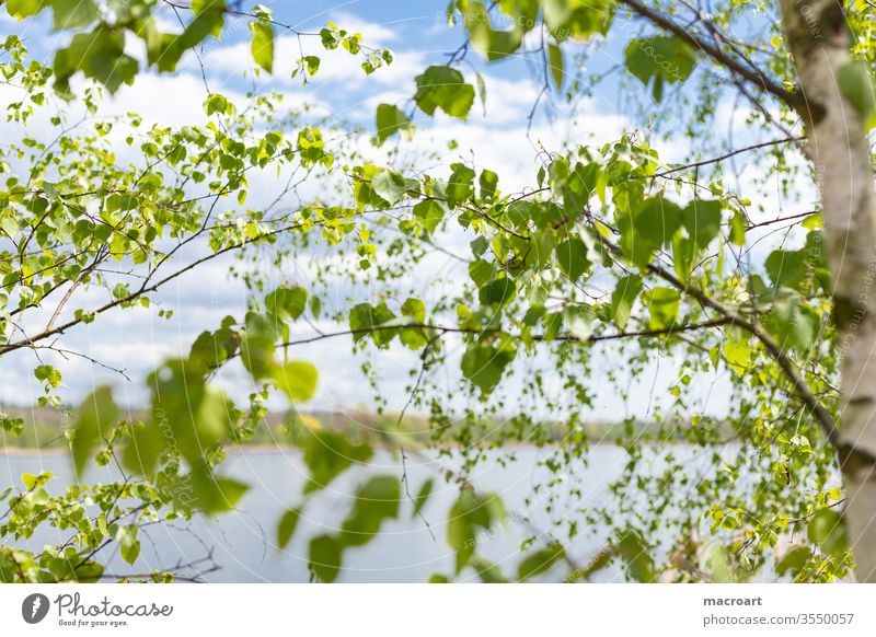 birch twigs Birch tree Birch leaves green Branch branches Nature Landscape Close-up green earlyling Summer freshness drift bark Tree trunk White Sky blue Water