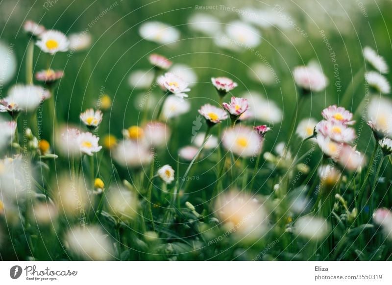 A green flower meadow in spring with many daisies Daisy Spring Meadow Grass Flower meadow Summer flowers Summery Green Blossoming Garden Meadow flower Nature