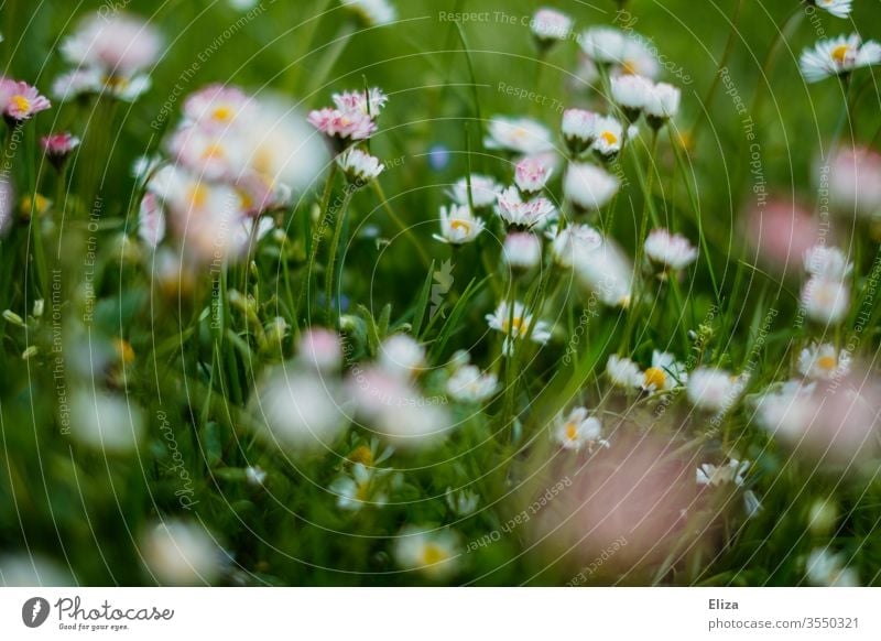 A green flower meadow in Sonmer with many daisies Daisy Meadow Grass Flower meadow Summer Spring flowers Summery Green Blossoming Garden Meadow flower Nature