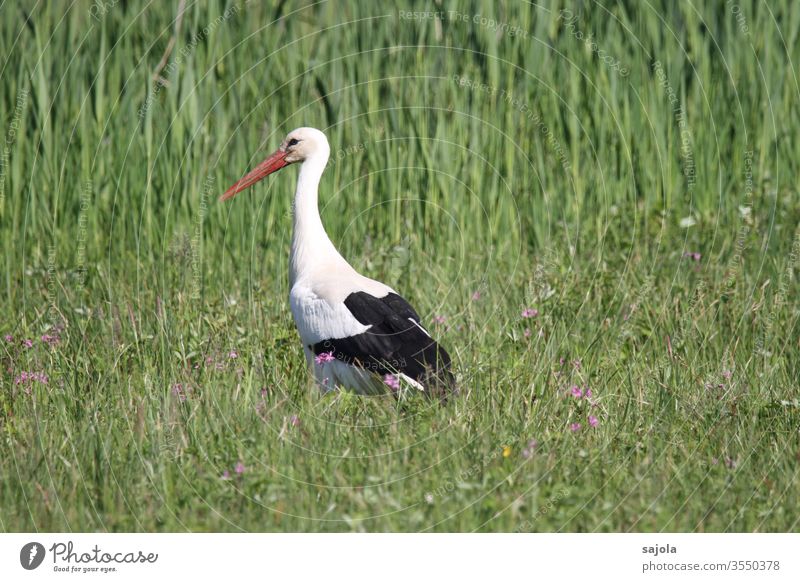 Stork in the meadow White Stork Meadow Animal birds Stand Exterior shot Colour photo Wild animal Deserted Nature Animal portrait Day Beautiful weather Black