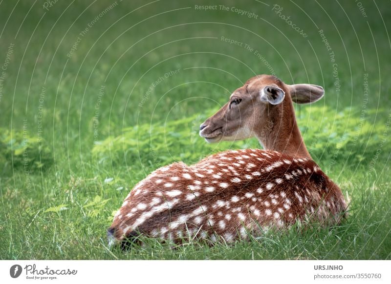 a spotted fawn lies watchfully in the grass Fawn Bambi Roe deer Speckled youthful young animal vigilantly Animal Wild animal Baby animal Deserted