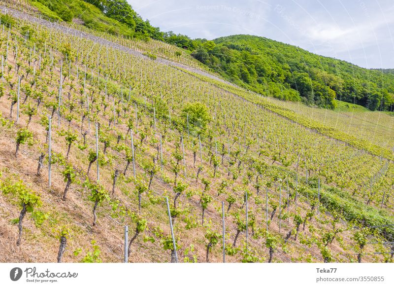 Vineyard in spring from above vineyard whine grapers spring vineyard hot young vineyard mosel germany mosel river alcohol old plants
