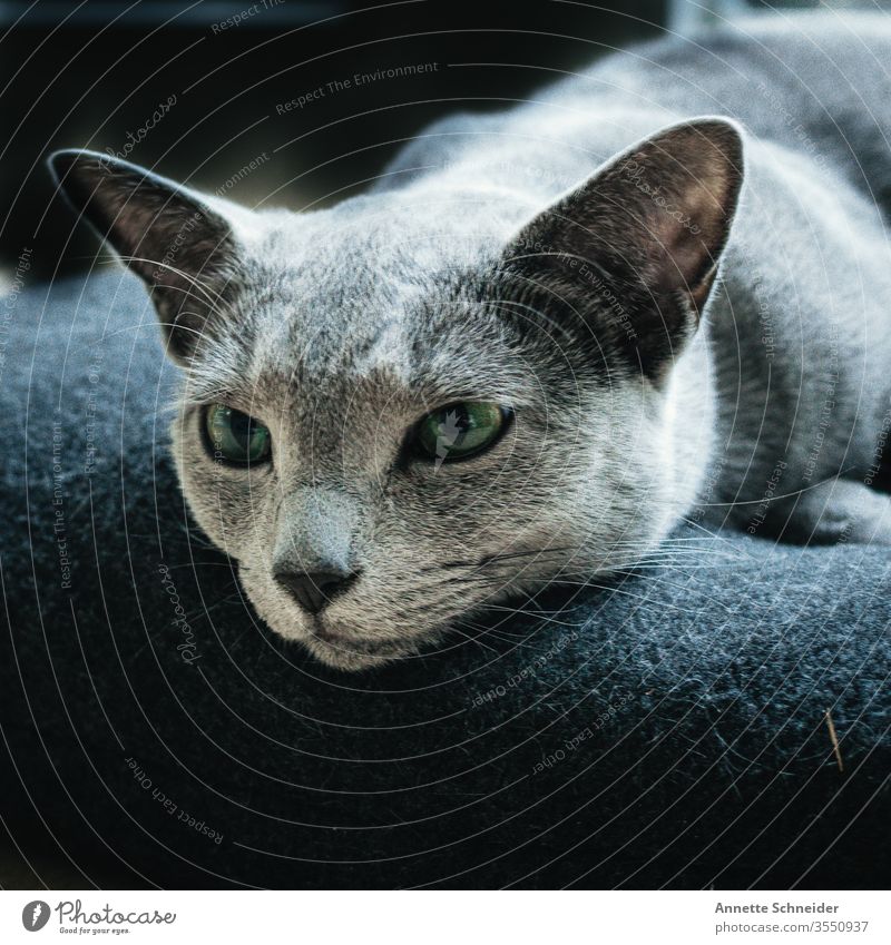 CAT Russisch blau Looking into the camera Animal portrait Neutral Background Esthetic Cat Pet Elegant