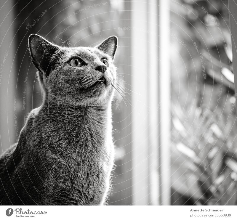 hangover Forward Neutral Background Interior shot Gray Animal 1 Cat Pet