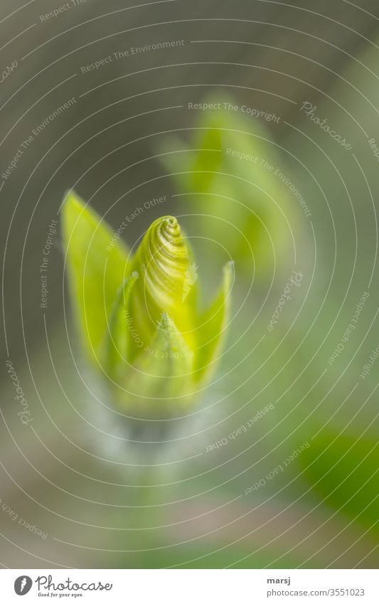 Grass green flower bud of the wind Morning glory Spiral Rotate Illuminate Bud spring Meditation Harmonious Life Elegant Fantastic Joie de vivre (Vitality) Hope