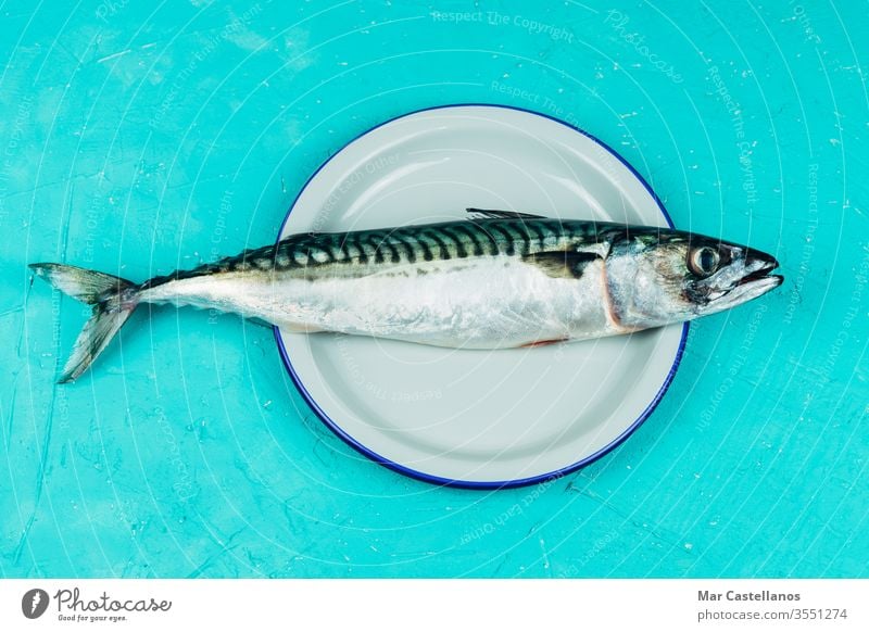 Fresh mackerel on a white plate on a blue background Concept of seafood. Copy space. copy space top view Scomber scombrus scombridae fish fresh raw delicious