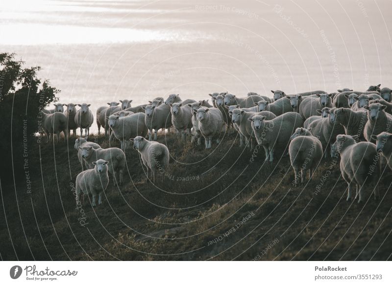 #As# Sheep standing Flock Lamb's wool Merino sheep frighten sheep Wool Sheep shearing Farm animals New Zealand ears count sheep Nature Herd Exterior shot