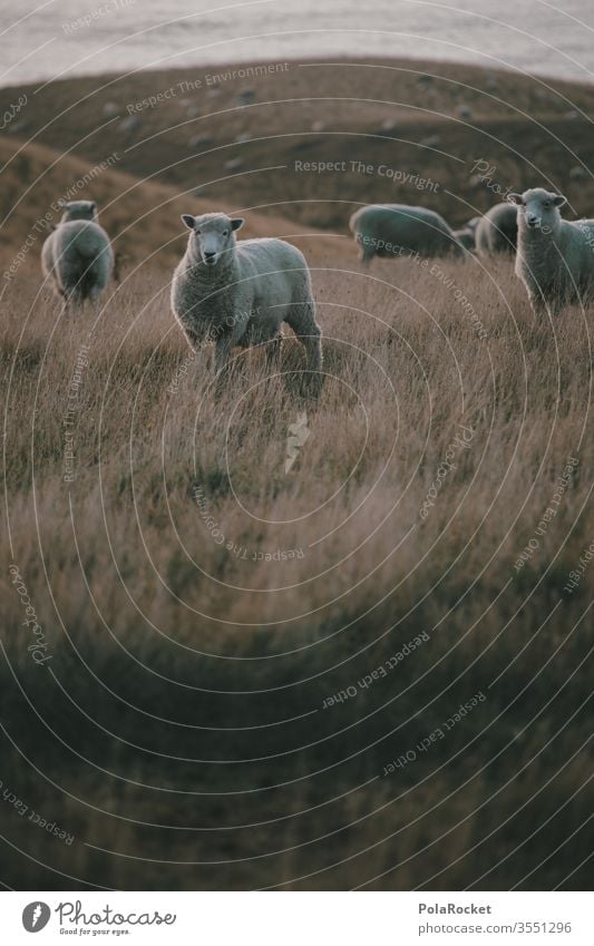 #AS# Sheep Sheep Flock Lamb's wool frighten sheep Merino sheep Wool Farm animals Sheep shearing ears New Zealand count sheep Nature Meadow Colour photo Herd