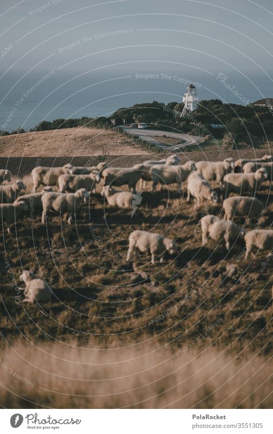 #AS# Lighthouse kissing sheep Deserted Group of animals Herd Exterior shot Nature Landscape Meadow Colour photo Farm animal count sheep Merino sheep ears Wool