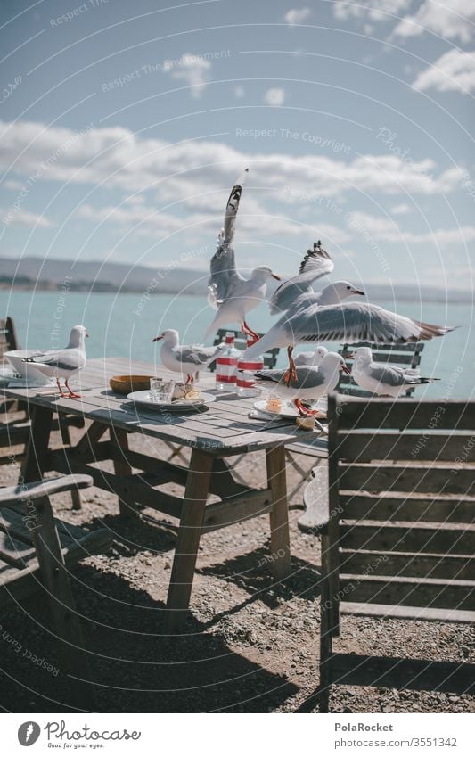 #As# Dinner table Gull birds gulls flock of seagulls Table Seagull Animal Exterior shot Colour photo Grand piano Nature overrun Thief larcenously Day