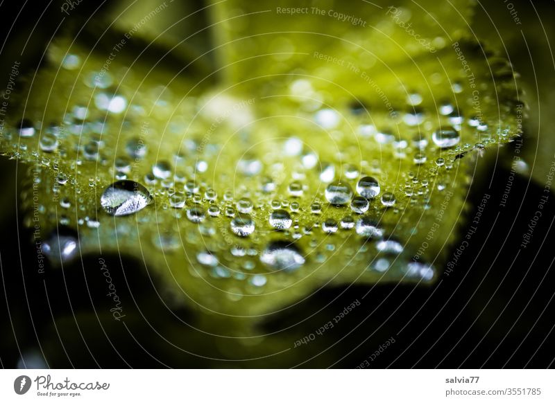 Water pearls adorn lady's mantle leaf Nature flaked Drop Drops of water Pearl necklace Rain Macro (Extreme close-up) Wet Plant green Reflection Light Dew Damp