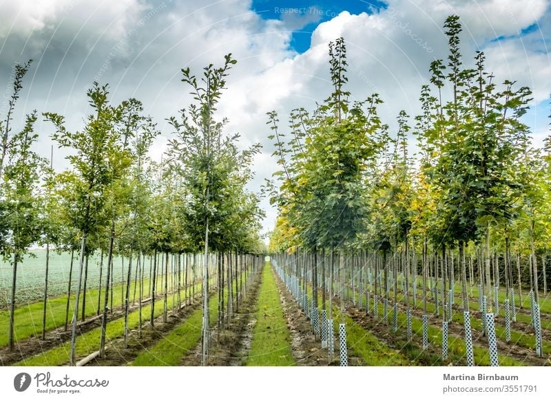 Lined up young trees at a tree nursery in Bavaria numerous nature green outdoor sunny plant sky landscape background environment trunk leaf natural park day