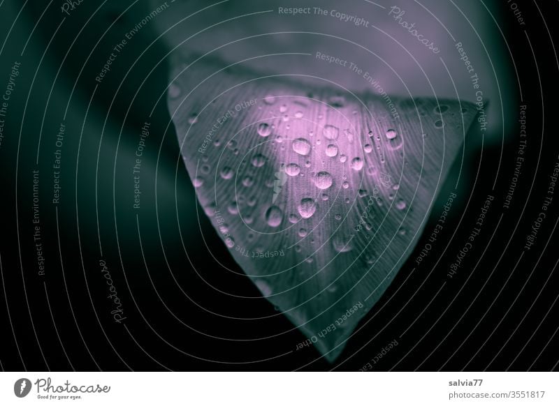 Raindrops adorn a tulip leaf Nature Drop Drops of water raindrops flaked Plant Water Fresh Wet background Abstract Neutral Background Copy Space left Garden