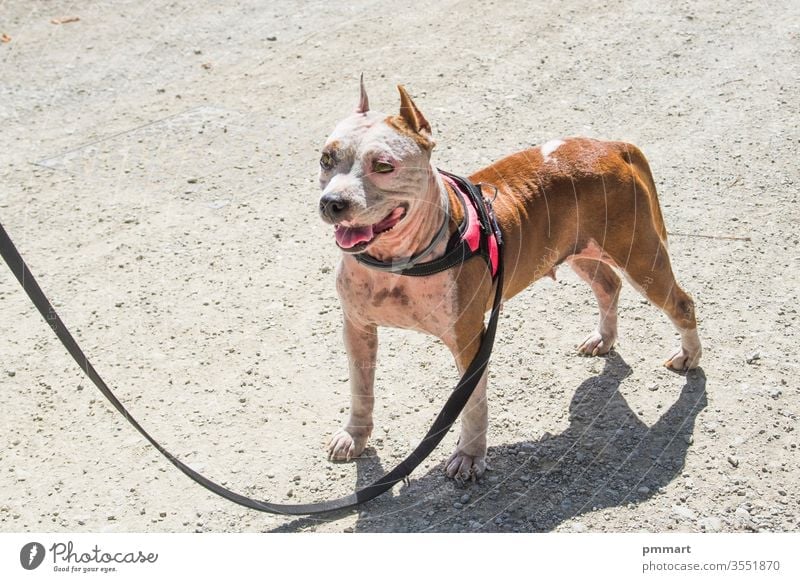 Beautiful female amstaff, fighting dog strong beauty guard red white defense staffordshire doggy green nature american friend pit background bull terrier