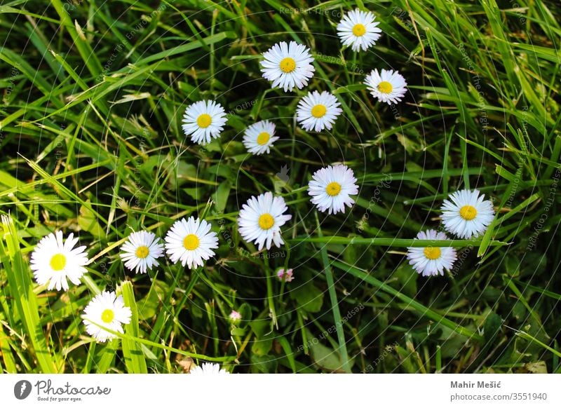 Bellis perennis, daisies in the grass. flora bloom green flower garden floral nature daisy spring season white plant yellow many several sharpened wild