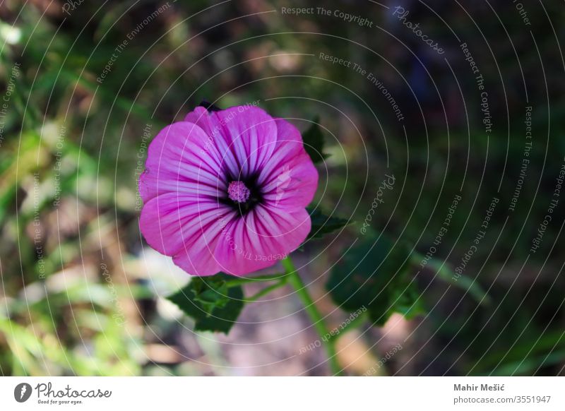 A wild geranium flower in the shadow, behind the flower there is sunlight. delicate pink perfectgreen special dainty border beautiful petals background purple