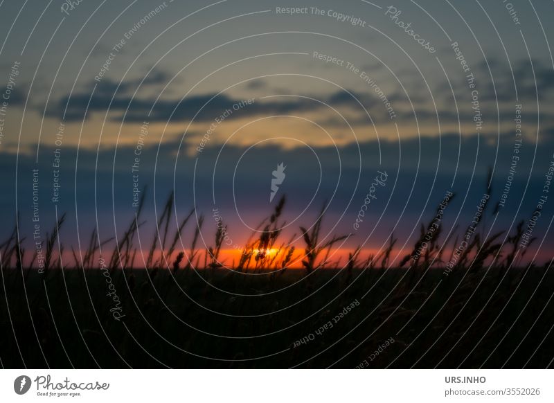 Silhouette of grasses at sunset Sunset Field Evening evening mood Landscape Nature Sky evening recording Twilight Colour photo Deserted Outdoor photo Horizon