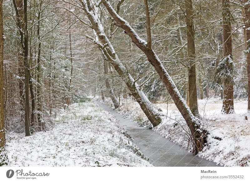 Brook run in winter Winter Snow winter landscape huts snowy chill Frozen diagonal trees nobody Copy Space Idyll Forest Body of water