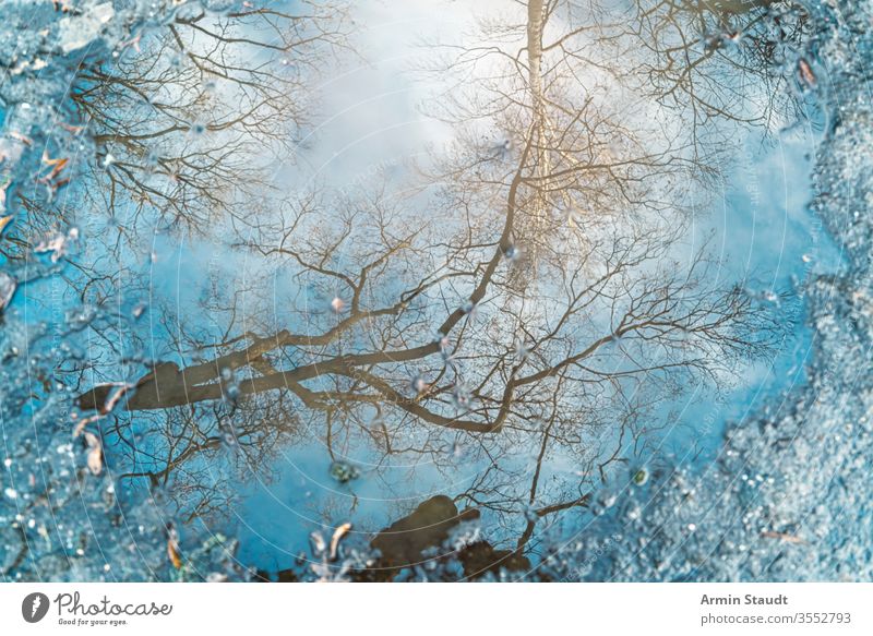 Reflection of a tree in a puddle for backgrounds abstract birch blue blur blurred branch bright clear defocused environment light natural nature outdoor rain