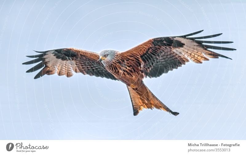 Flying red kite Red kite milvus milvus Royal Consecration Crested Harrier Head Eyes Beak Grand piano plumage feathers Wing span flapping Circle birds Wild bird