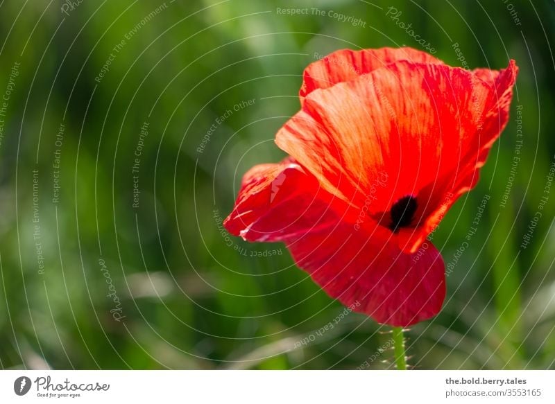 poppy flower flowers bleed Plant Red Poppy Nature Summer green Poppy blossom Colour photo Field Exterior shot Meadow Blossoming Shallow depth of field