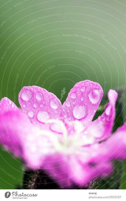 Heart petal from the red campion with raindrops on it. Heart-shaped White campion Drop bleed Refreshment refreshingly Plant flowers Garden Nature Exterior shot