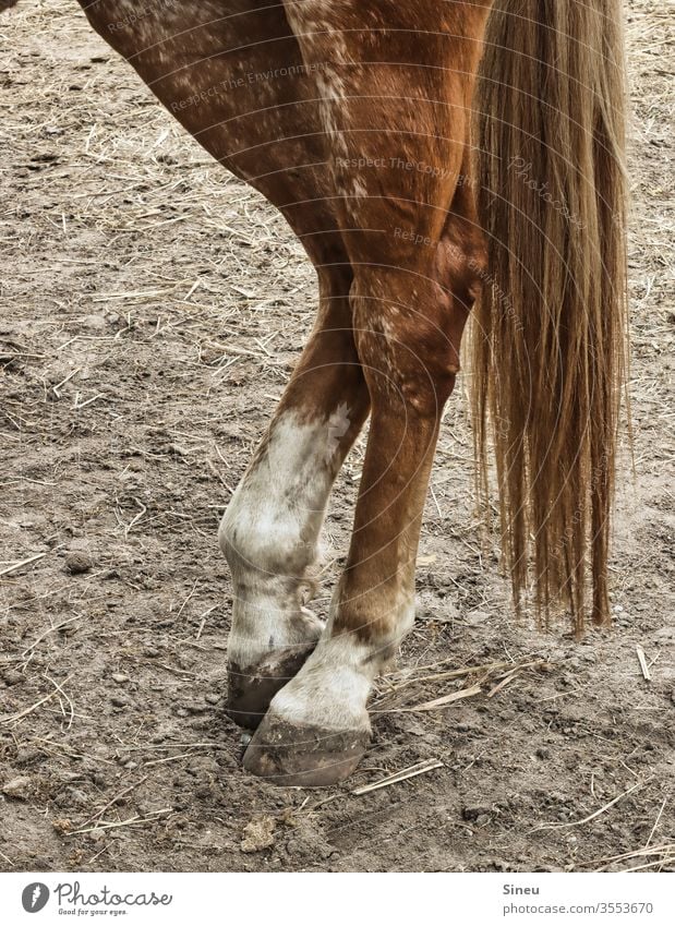 Odd-toed ungulates Horse horse's tail Tails Hooves Animal Farm animal Mammal foxy Pelt Hind quarters paddock Stable Nature Exterior shot Deserted Detail