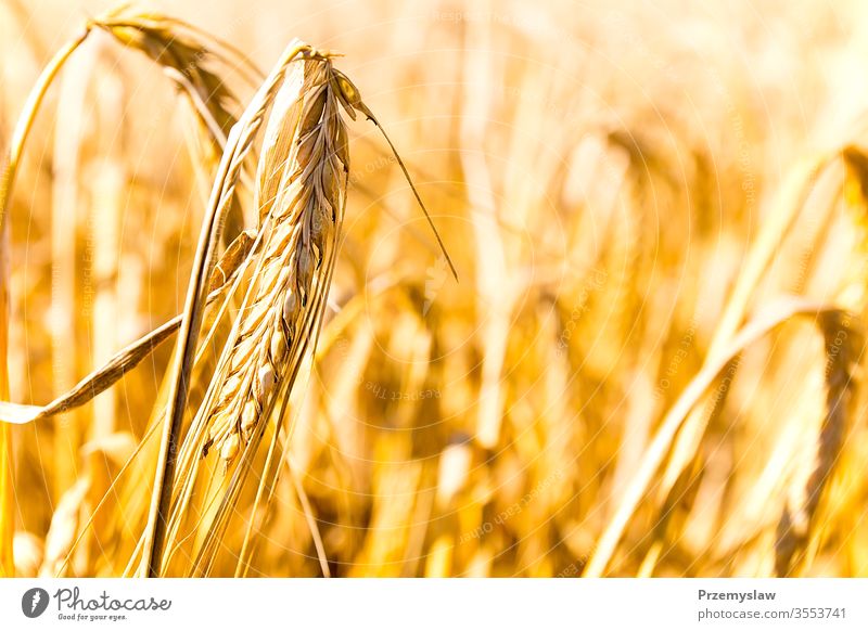 Wheat field in sunny day wheat agriculture nature plant outdoors season light bright colorful horizontal flora golden harvest