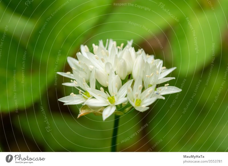 Wild onion color blossom plant nature season flowering forest spring white green