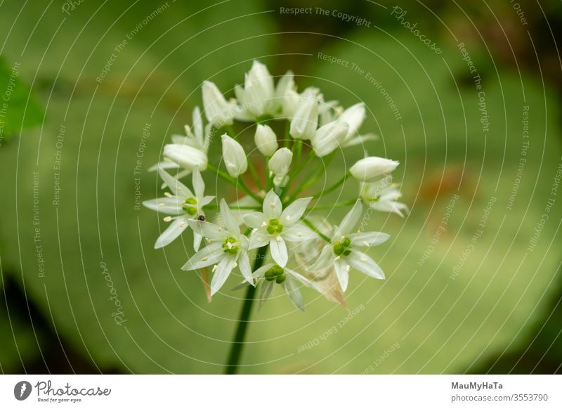 Wild onion color blossom plant nature season flowering forest spring white green