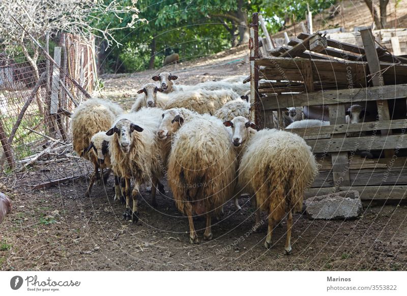 several sheep in the barn industry farm agriculture lamb animals livestock mammal wool rural wooden farming breeding nature herd group shed flock dairy sweet