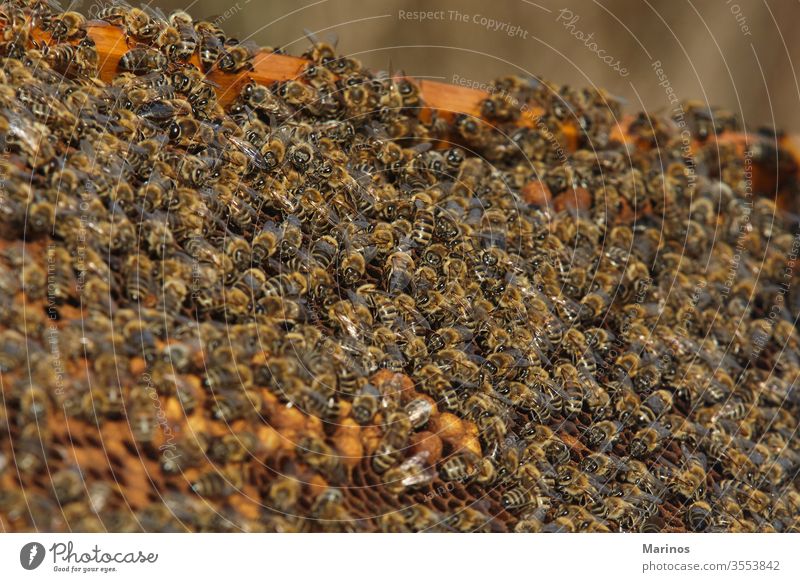 closeup view of bees on honey cells. working insect beekeeping holding farming frame honeycomb wax apiary apiculture nature worker apiarist agriculture summer