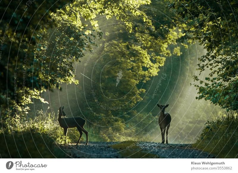 Fallow deer and doe on a forest path fallow deer Roe deer Female deer Nature Exterior shot Animal portrait Forest Deserted Wild animal Colour photo Environment