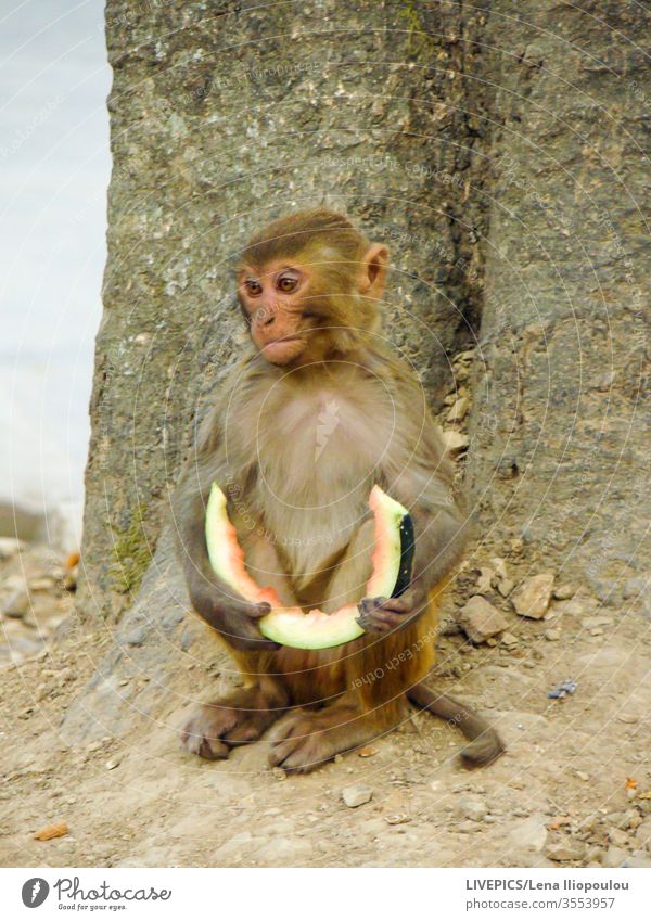 a monkey with a slice of watermelon in the hands animal ape copy space eating face expression fruit sitting tree nature outdoors day