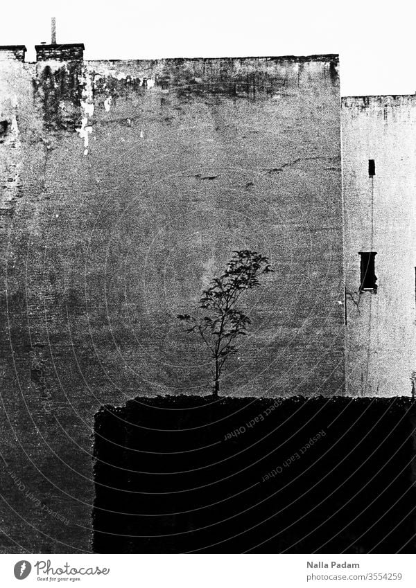 Nature meets urbanity Backyard Deserted black and white Analog House (Residential Structure) Exterior shot built tree Black & white photo Town Loneliness