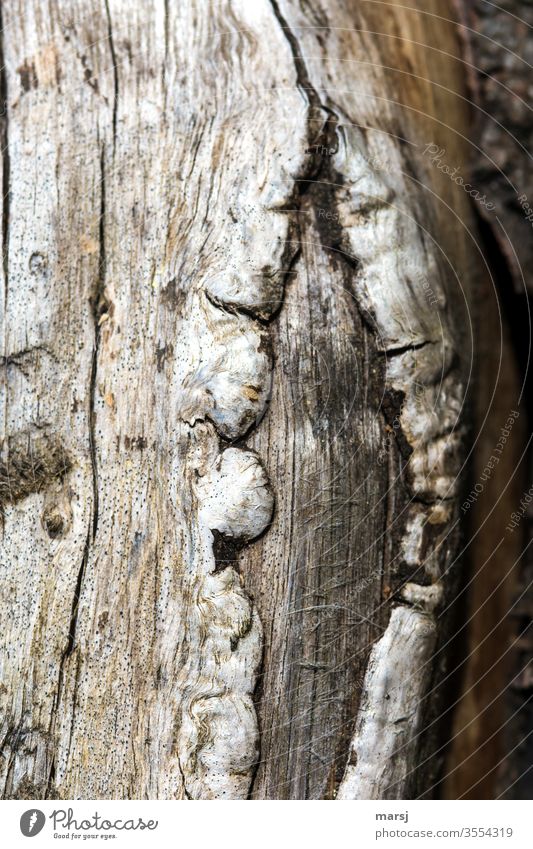Old wounds on dead wood grow together scars Wood grain Violations Nature natural strange peculiar Detail Close-up Structures and shapes wooden background detail