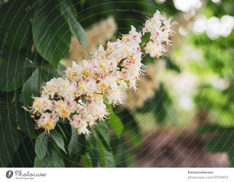 chestnut blossom Blossom Blossoming Blooming Spring Spring flower Flower Nature naturally Copy Space bottom Copy Space right background natural background Green