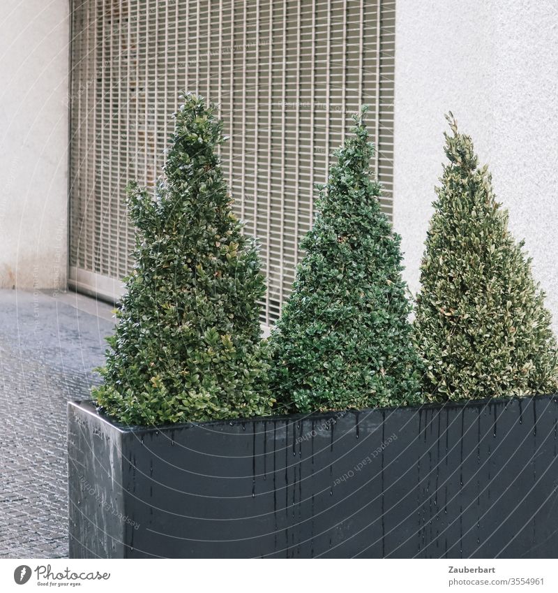 Three box trees in the shape of pointed hats stand in a modern flower trough in front of the grating of a cobbled garage entrance Beech peak three Trough