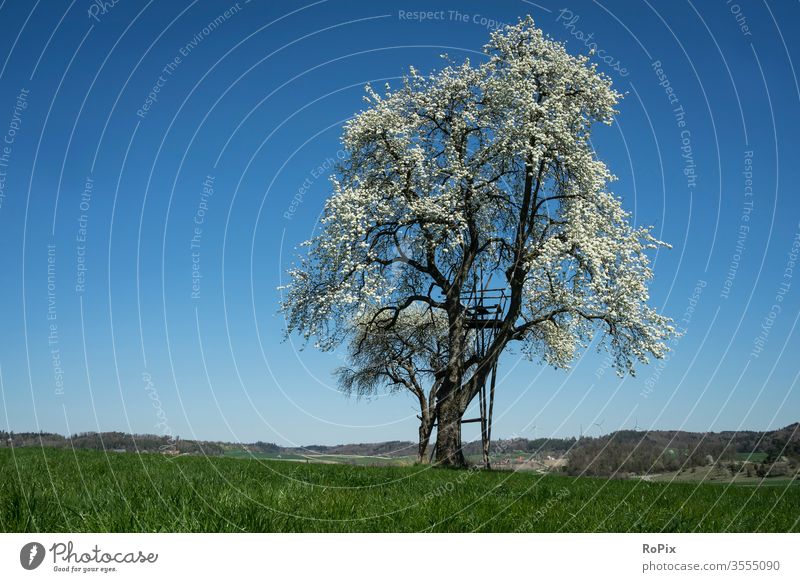 Flowering tree in cloudless weather. hillock England peak district meadow Meadow Grass Wall (barrier) Landscape Nature Weather Summer buzzer Clouds sky sky